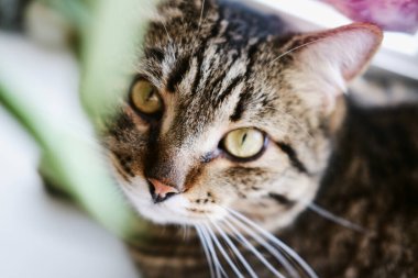 Büyük yeşil gözlü evcil bir tekir kedinin yakın plan portresi. Doğrudan kameraya bakan bir evcil hayvanın yakın çekimi.