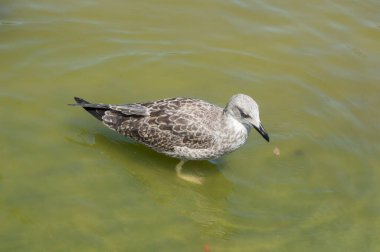 Barcelona sahilinde suda bir martı. İspanya
