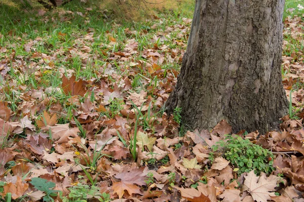 Ствол Дерева Окруженный Сухими Опавшими Листьями Траве — стоковое фото