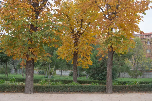 Bomen Met Gouden Bladeren Een Park Herfst Madrid Spanje — Stockfoto
