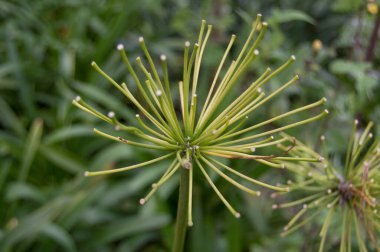 Cyperus papirüs bitkisi bahçeye yakın görünüyor.