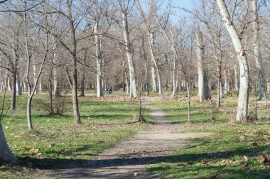 park with trees and dry leaves on a sunny day