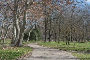 winding path with trees in a park