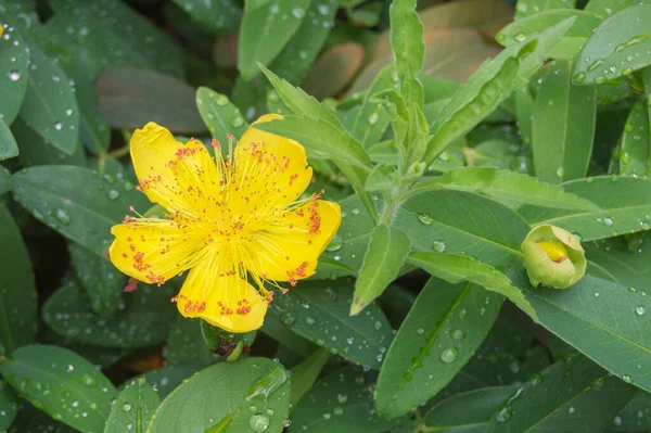Pozadí Listy Žluté Květy Hypericum Zahradě — Stock fotografie