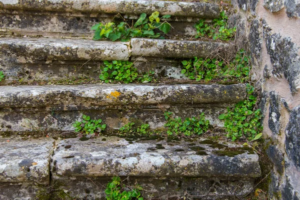 楼梯上 长满了小叶子和苔藓 铺在台阶之间 — 图库照片