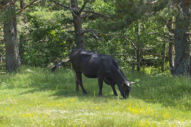 Madrid 'deki Guadarrama Ulusal Parkı' ndaki bir çayırda otlayan siyah renkli inek. İspanya