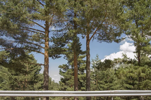 pine trees behind a guardrail on a road
