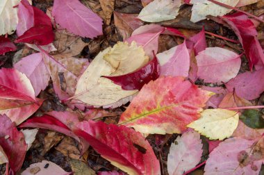 Sonbaharda kırmızı ve sarı yapraklı arkaplan