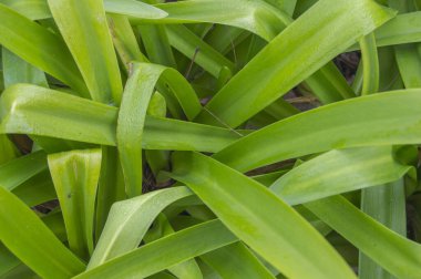 Bahçede yeşil agapanthus yaprakları olan bir arka plan