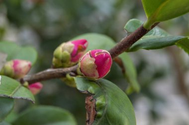 Bir bahçede yakından görülen dalda fuşya çiçeği tomurcukları