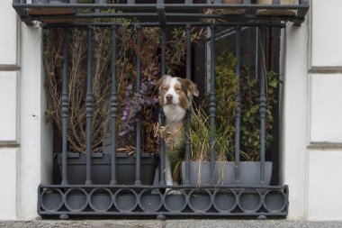 Madrid 'de bir sokakta parmaklıklar ve bitkilerle pencereden sarkan bir köpek.
