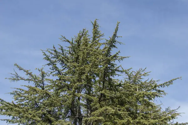 cedar tree silhouetted against a blue sky
