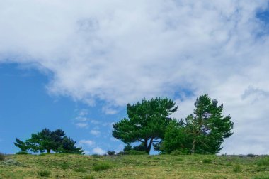 Çam ağaçlı yeşil çayır ve arka planda bulutlu gökyüzü