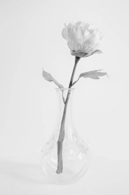 Kamelyalı cam vazo, beyaz arka planda izole edilmiş. yüksek anahtarlı siyah beyaz fotoğraf
