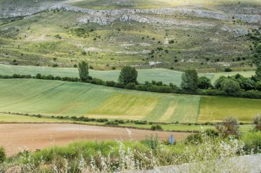 Yeşil çayırlı tarlalar, yazın Berlanga de Duero, Soria 'da bazı ağaçlar ve kayalar. İspanya