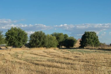 Yazın kuru tarlalarda Castilla La Mancha 'nın arka planında yeşil yapraklı ağaçlar var. İspanya