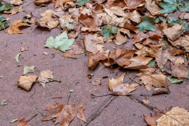 Beton zeminde kurumuş yapraklar.
