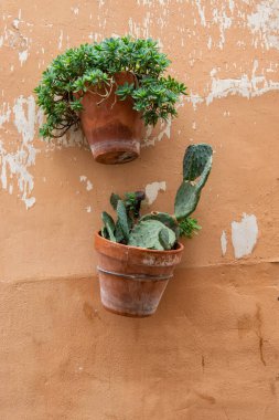 Kaktüslü iki tencere eski bir duvardan sarkıyor.