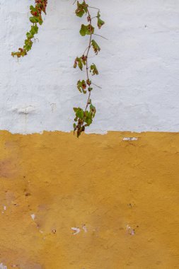 Beyaz ve sarıya boyanmış bir duvar ve üzerinde asma yaprağı asılı bir dal var.