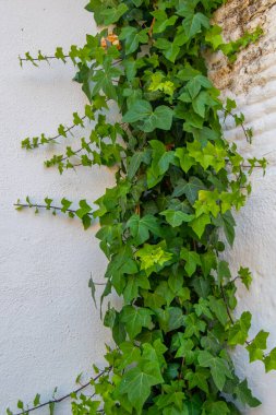 Bir köşe oluşturan iki duvar ve ortada yeşil yapraklı bir sarmaşık.