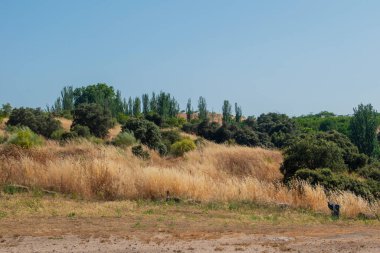 Yazın kuru sarı alanları ve yeşil çalıları olan bir manzara.