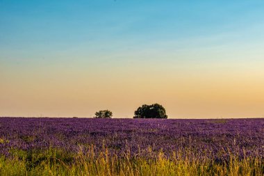 İspanya 'nın Guadalajara eyaletinde, Brihuega' da günbatımında arka planda iki ağaç bulunan lavanta tarlası..