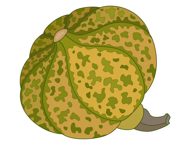Pumpkin Motley Melihat Vektor Berwarna Penuh Buah Labu Dengan Bintik - Stok Vektor