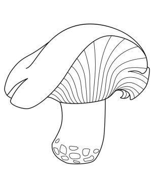Lactarius resimus, ormandaki yenilebilir mantar boyama kitabı, işaret ya da logo için vektör doğrusal resim. Özet geç. Kaprisli mantar, boyama kitabı, piktogram ya da simge için resimli şapka.