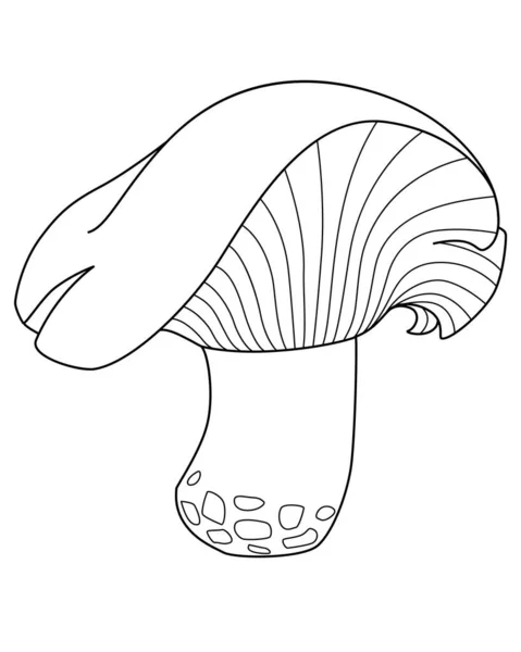 Lactarius Resimus Champignon Comestible Forestier Image Vectorielle Linéaire Pour Livre — Image vectorielle