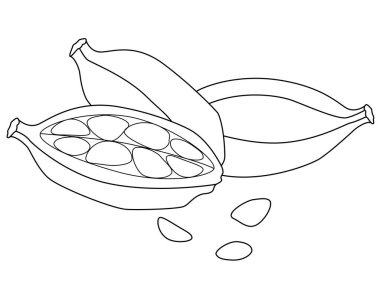 Çekirdekli kakule podları, baharatlar - vektör doğrusal resim. Özet geç. Kakule aromatik baharatlar pişirmek için - renklendirmek için doğrusal resim