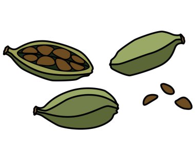 Çekirdekli kakule podları, baharatlar - vektör tam renkli resim. Kakule yemek pişirmek için aromatik bir baharattır..