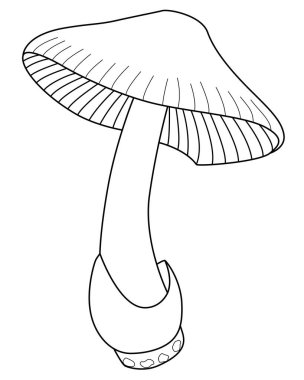 Mushroom grisette amanita is an edible mushroom - vector linear image for coloring. Outline. Forest autumn mushroom for coloring book clipart