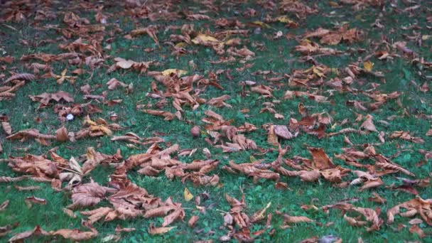 Коричневе Листя Каштана Зеленій Траві Біля Стовбура Дерева Восени Типова — стокове відео