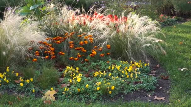 Sonbaharda Kentsel Çevre Yeşillik Tasarımı Yakın Planda Sonbahar Mevsiminde Çiçek — Stok video