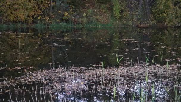 Spiegelfläche Des Ruhigen Flusswassers Herbst Spiegelungen Der Vielfarbigen Natur Einem — Stockvideo