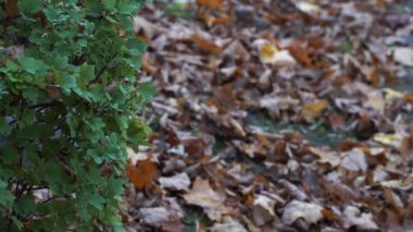 Doğada sonbahar renkleri. Yıkılmış sararmış ve kahverengi yaprakların yakın çekimleri kaldırımda beton kaldırımlı yeşil bir alanda..