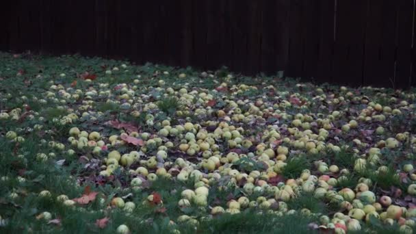가을에 떨어진 사과의 사과나무 열매는 가을에 울타리에 정원의 — 비디오