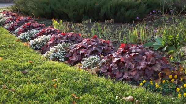 Образец Цветов Осенью Городском Ландшафтном Дизайне Виды Растений Которые Могут — стоковое видео