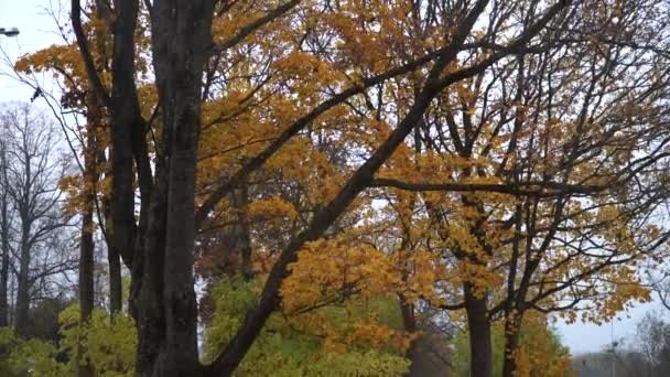 Φθινόπωρο Αστικό Τοπίο Πρασίνου Λίγο Κίτρινο Έως Καφετί Φύλλα Στο — Αρχείο Βίντεο