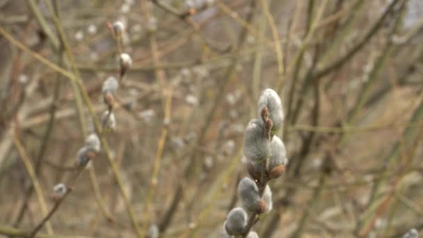 Shrub Landscape Early Spring Willow Catkins Branches Pussy Willow Branch — Wideo stockowe
