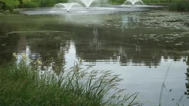 有喷泉的水库的夏季心情景观 在一个变焦的视野中 绿色的大自然与弯曲的草绿色的枝干在近岸的特写中 — 图库视频影像