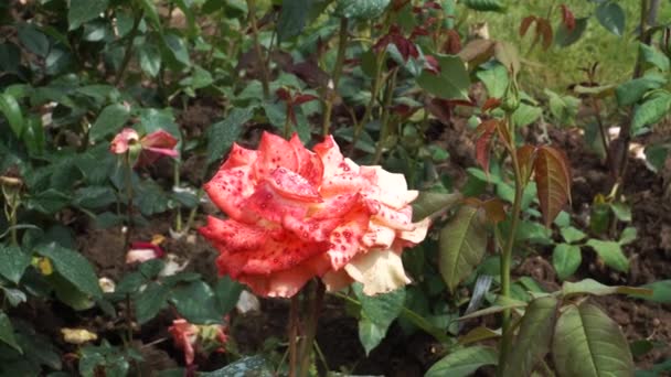 双色玫瑰 花瓣斑斑 呈白色至红粉色 一朵盛开的杂交玫瑰在一个花园绽放 那是近景 — 图库视频影像