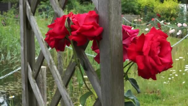 木の棚に満開の赤いバラの花を咲かせます 間近で見るバラの種の美しいサンプル 裏庭や都市景観デザインで人気の夏の花です — ストック動画