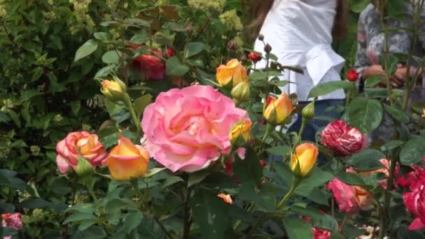 정원에 사람들 여자들은 화원에 장미를 감탄한다 색깔의 오렌지와 장미가 피어나는 — 비디오