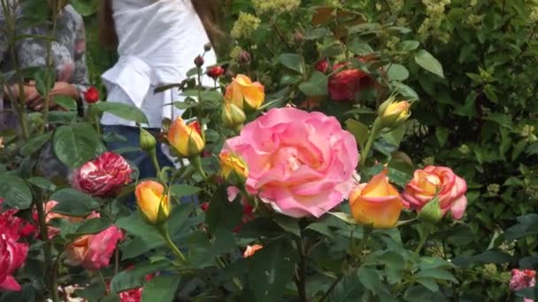 Ženy Růžové Zahradě Lidé Obdivují Rozmanitost Odrůd Růží Květinové Zahradě — Stock video
