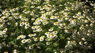 Yunan papatya çiçekleri yakınlaştırmalı, yakından bakmalı, tarlada tıbbi bitkiler yetiştirmeli. Güneşli bir günde yaz mevsiminde çayır otları.