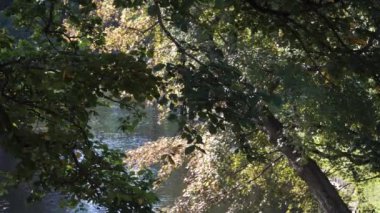 Su kanalındaki bir parkta gölgeli bir ortamda yaprak döken ağaç dalları. Yazın güneşli günlerinde güneşli ağaç yaprağı manzarası.