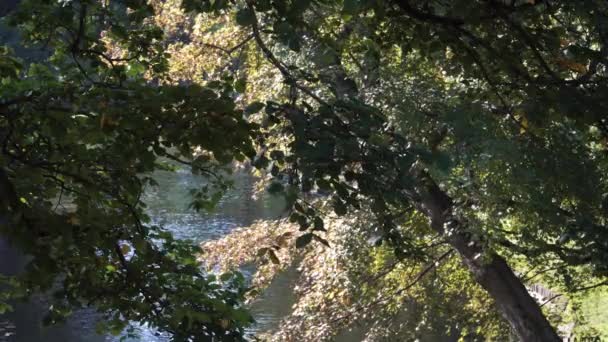 Φυλλοβόλα Κλαδιά Δέντρων Σκιερό Περιβάλλον Πάρκο Στο Κανάλι Του Νερού — Αρχείο Βίντεο