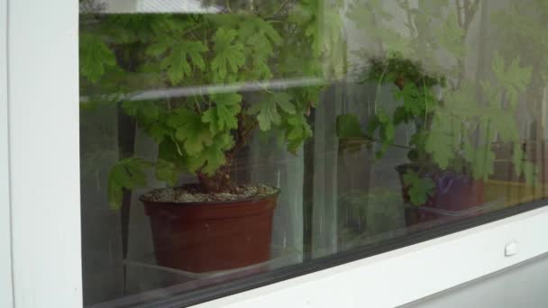 窓ガラスの後ろには窓辺の屋内植物が見える 彼らはプラスチック鍋に植えられた香りのするゼラニウムです — ストック動画