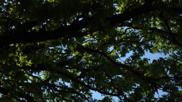 Zielony Krajobraz Natury Gałęziami Wielkiego Dębu Cieniu Liści Tle Błękitnego — Wideo stockowe